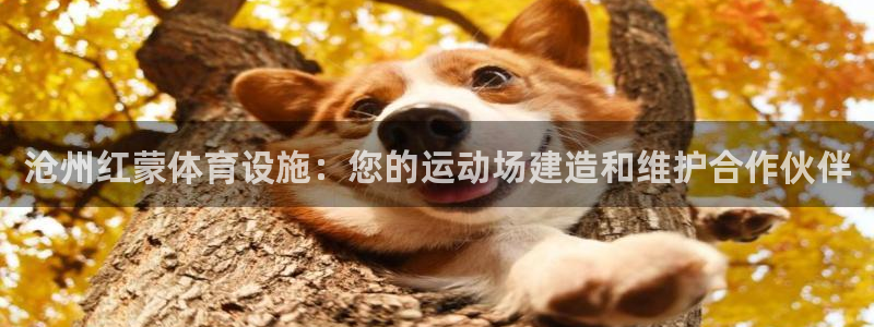 意昂3科技：沧州红蒙体育设施：您的运动场建造和维护合
